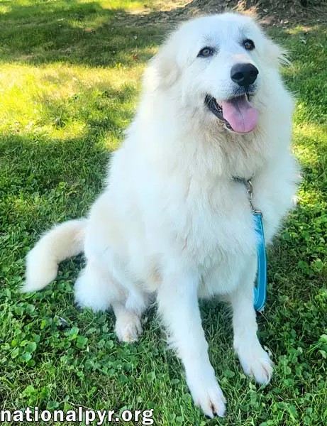 Marley In Ky - Sweet Social  Eager To Please image 2