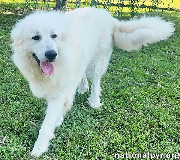 Marley In Ky - Sweet Social  Eager To Please image 3