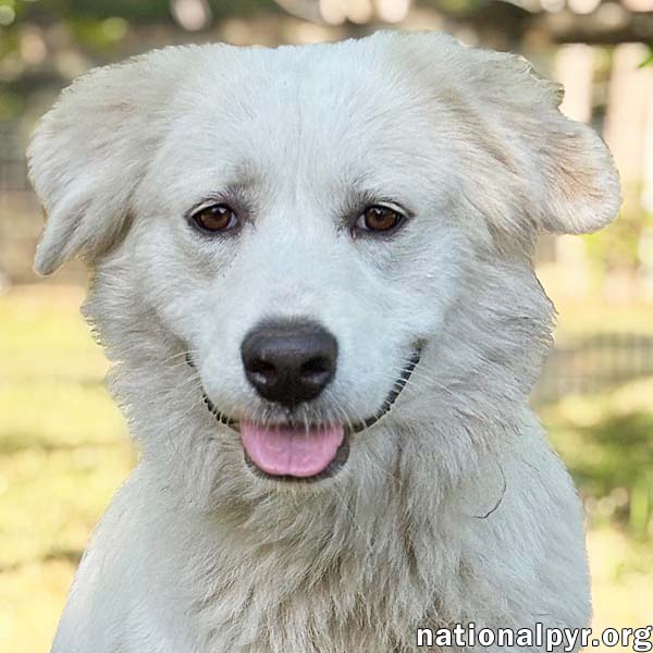 Marie In Ga - A Special Pocket Pyr