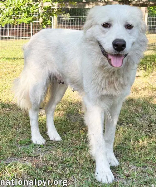 Marie In Ga - A Special Pocket Pyr image 2