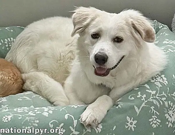 Marie In Ga - A Special Pocket Pyr image 3