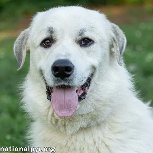 Roo Roo In Ct - Adores Attention - Great Pyrenees