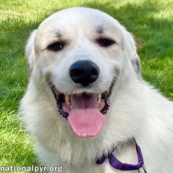 Roo Roo In Ct - Adores Attention - Great Pyrenees