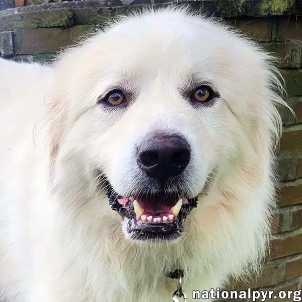 Brody In Ky - Loves To Curl Up With His Blanket - Great Pyrenees
