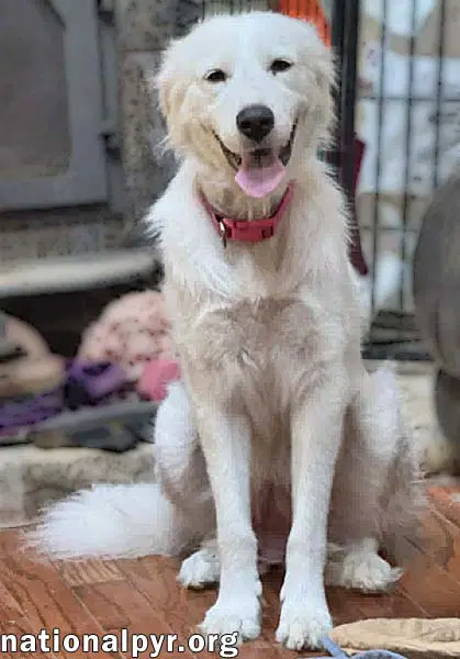 Cinderella In Oh - Princess Pyr Sweetheart image 2