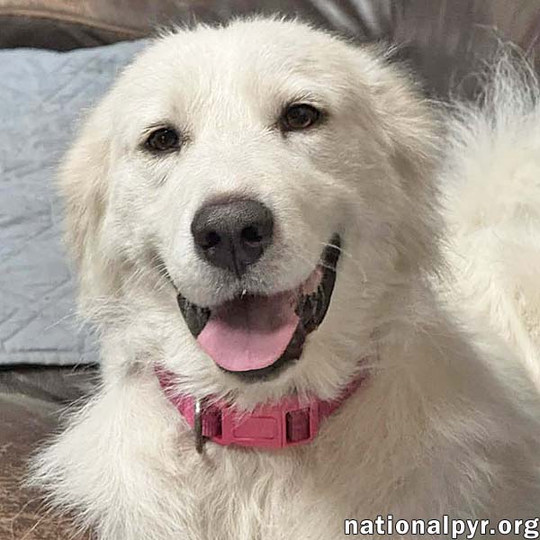 Cinderella In Oh - Princess Pyr Sweetheart