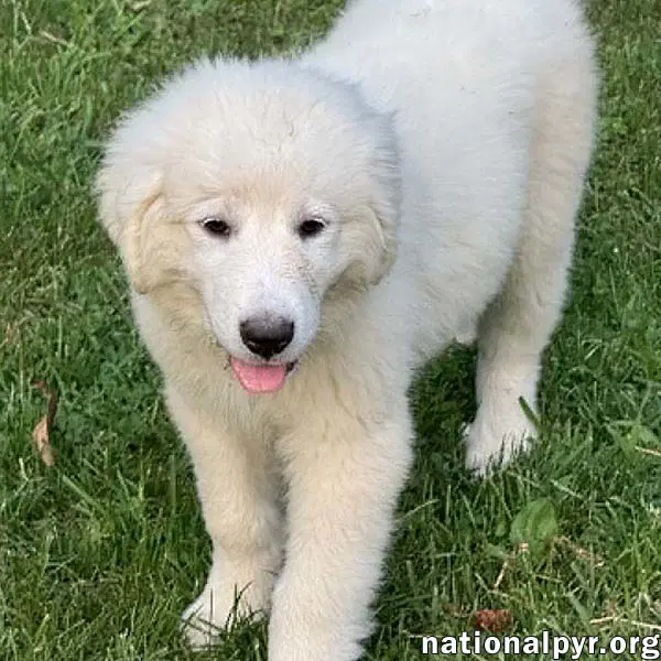 Marshmallow In Oh - Loves To Play In The Water - Great Pyrenees