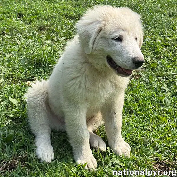 Marshmallow In Oh - Loves To Play In The Water image 2