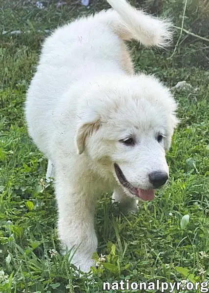 Marshmallow In Oh - Loves To Play In The Water image 3