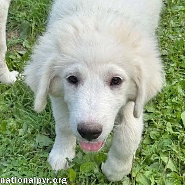 Olaf In Oh - A Quiet Charmer - Great Pyrenees