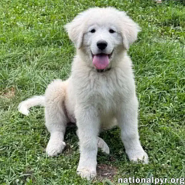 Anna In Oh - Full Of Happy Energy - Great Pyrenees