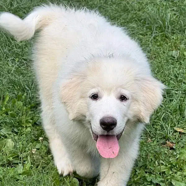 Elsa In Oh - Confident Loving  Joyful - Great Pyrenees