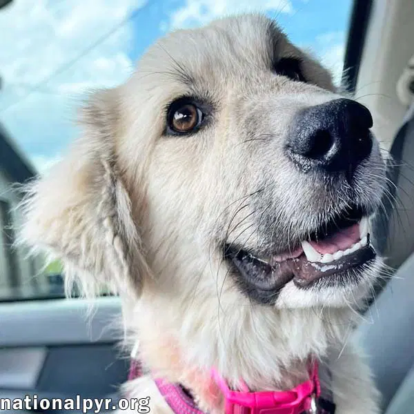 Maggie Mae In Al - Playful Sweet  Loving - Great Pyrenees