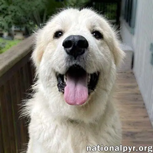 Merida In Ga - Sweet  Playful - Great Pyrenees