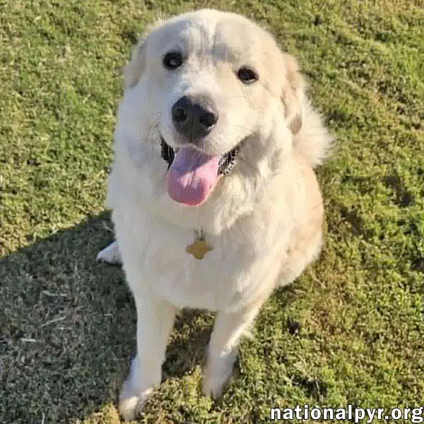 Merida In Ga - Sweet  Playful - Great Pyrenees