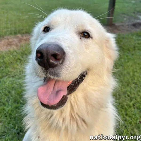 Maggie In Ga - Loving Gal Who Seeks Attention - Great Pyrenees
