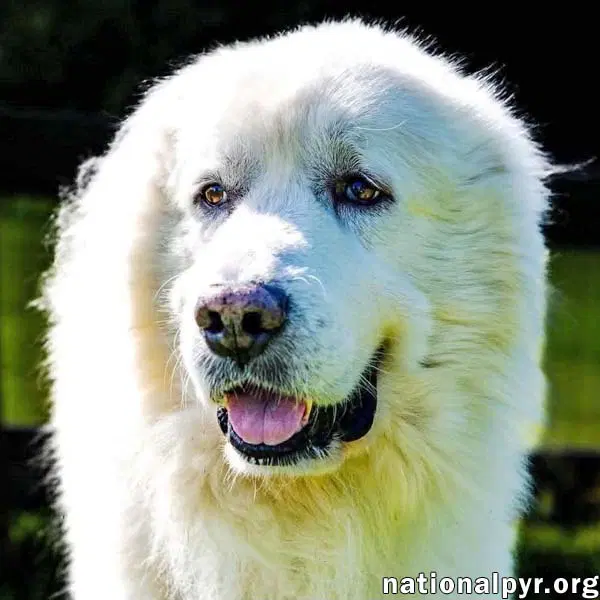 Smoke In Sc - Low-Energy Gentle Sweetheart - Great Pyrenees