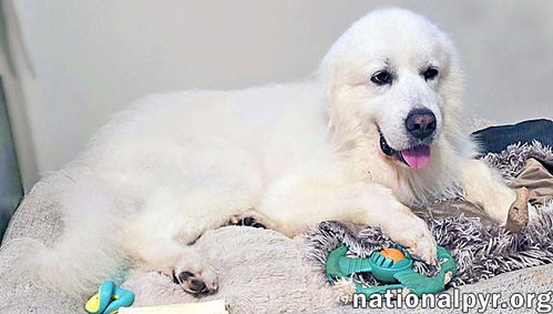 Smoke in SC - Low-Energy, Gentle Sweetheart!, photo 2