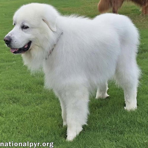 Smoke in SC - Low-Energy, Gentle Sweetheart!, photo 3