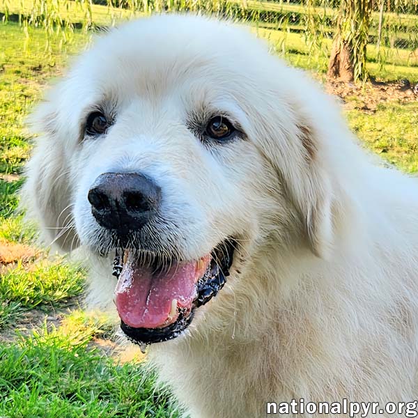 Mason In Ky - Soft-Hearted  Devoted