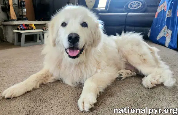 Mason In Ky - Soft-Hearted  Devoted image 2