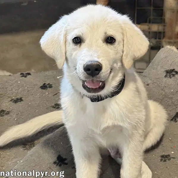 Boreas In Oh - Loves Belly Rubs - Great Pyrenees