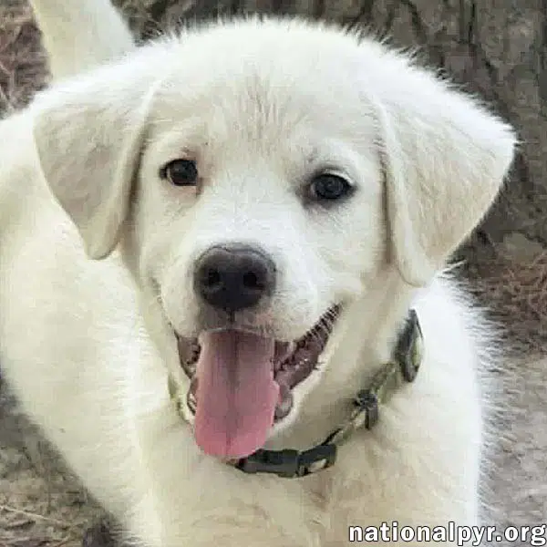 Argos In Oh - Confident Silly  Sweet - Great Pyrenees