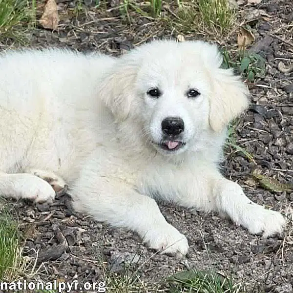 Skadi In Oh - Curious  Playful - Great Pyrenees
