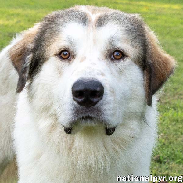 John Adams in TN - Leans In For Affection!, Great Pyrenees