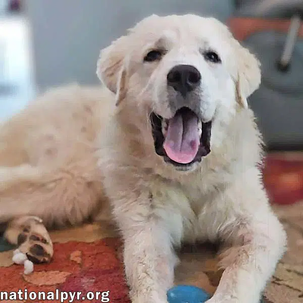 Max In Nc - Excellent Meeting New People - Great Pyrenees