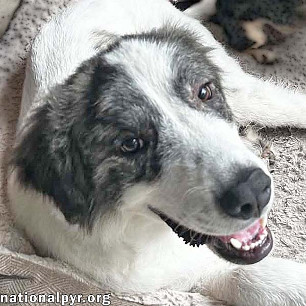 Koby In Fl - Playful  Friendly Tripod