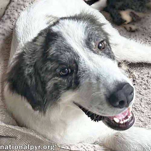 Koby in FL - Playful & Friendly Tripod!, a dog for adoption from National Great Pyrenees Rescue