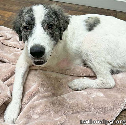 Photo 2 of Koby in FL - Playful & Friendly Tripod!