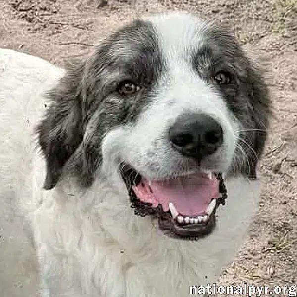 Koby In Fl - Playful  Friendly Tripod - Great Pyrenees