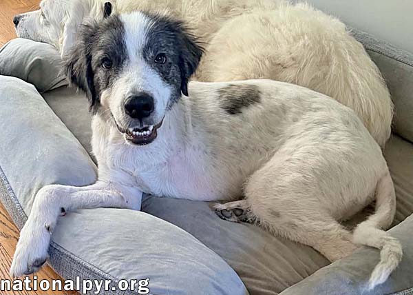 Koby in FL - Playful & Friendly Tripod!, photo 2