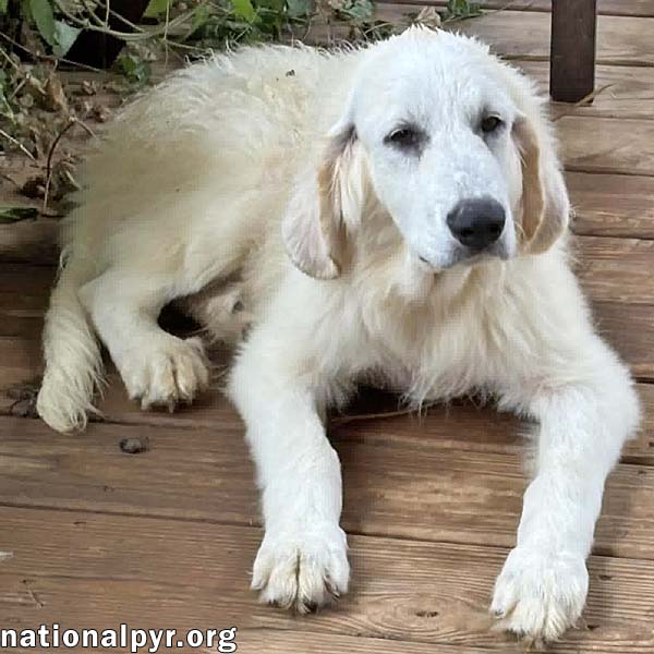 Crispin In Va - Loves To Be Brushed