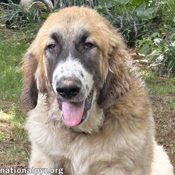 Macintosh In Va - Loves Squeaky Toys