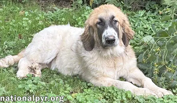 Macintosh In Va - Loves Squeaky Toys image 3