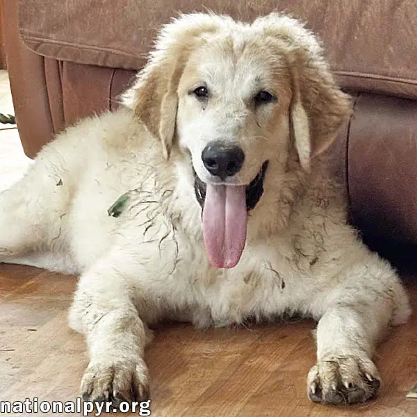 Russet In Va - Laid-Back Goofy Charmer image 1