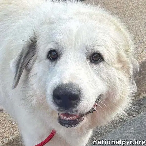 Mellow In Oh - Loves To Cuddle - Great Pyrenees