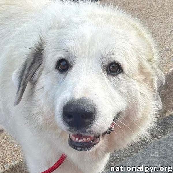 Mellow In Oh - Loves To Cuddle