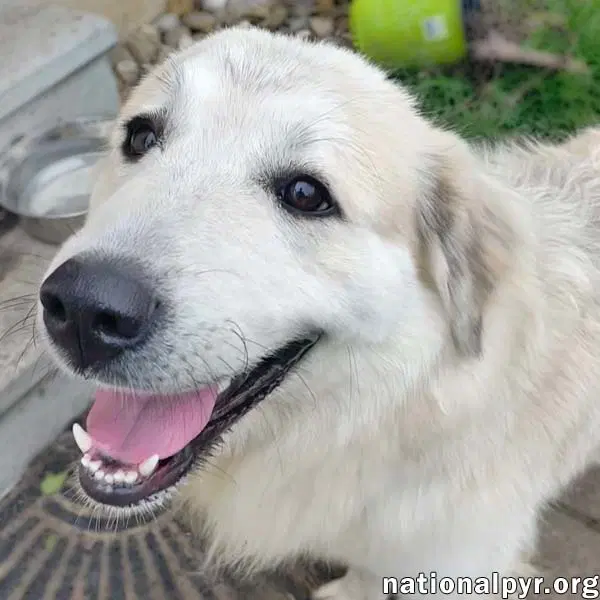 Kenzi In In - Loves Playing With Other Dogs - Great Pyrenees