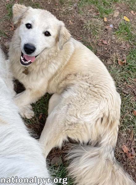 Kenzi in IN - Loves Playing With Other Dogs!, photo 2
