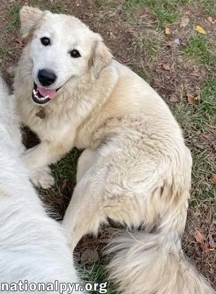 Kenzi In In - Loves Playing With Other Dogs image 2
