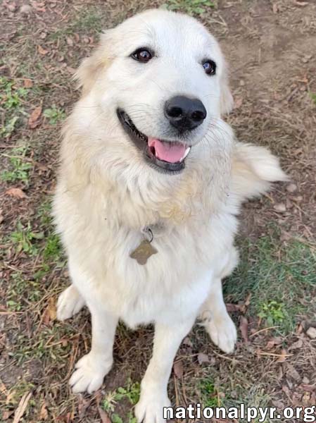 Kenzi in IN - Loves Playing With Other Dogs!, photo 3