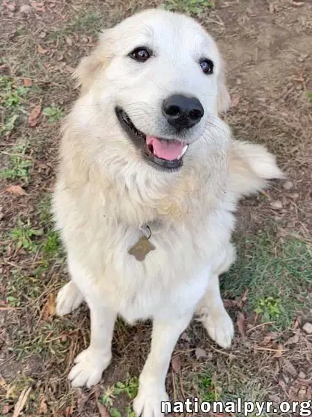 Kenzi In In - Loves Playing With Other Dogs image 3