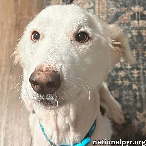 Wanda In Al - A Sweet Cuddle-Bug - Great Pyrenees