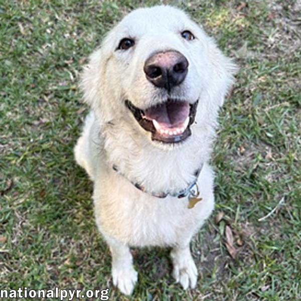 Wanda in AL - A Sweet Cuddle-Bug!