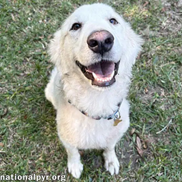 Wanda In Al - A Sweet Cuddle-Bug - Great Pyrenees