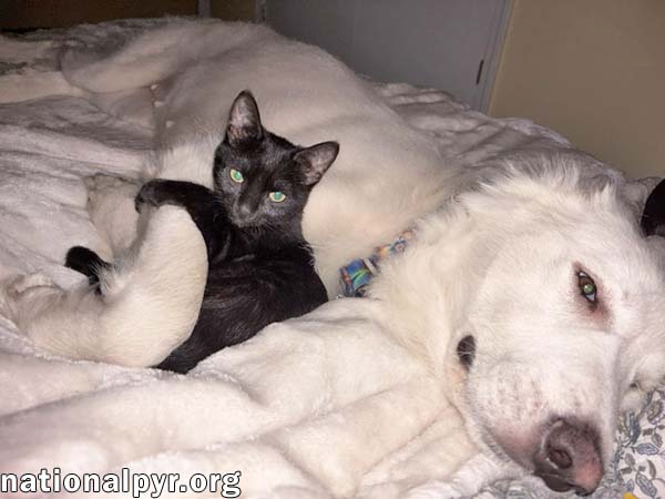 Wanda in AL - A Sweet Cuddle-Bug!, photo 3